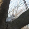 White Squirrel at Exeter