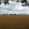 Wheat Field as seen from Ironwood G.C.