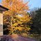Arbre d'automne