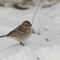 field sparrow