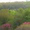 Gorgeous Blossoms And Green Forest In Vallee Jonction QC South Of Quebec City May '11