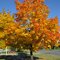 Colors of Fall - Couleurs d`automne - Cores de Outono
