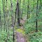 Blazed Trail View