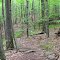 Blazed Trail Winds Through Woods