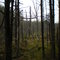 pulaski marsh