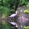 Heron at Ponnagansett Pond