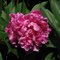 Peony 'Karl Rosenfield' in my parents' garden