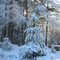 After a Snow Storm, My Backyard