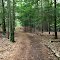 Cool Trail Through the Woods