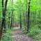 Blazed Trail