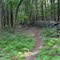 Trail and Old Stone Fence