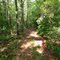 Trail Through Woods