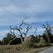 weather-gnarled dead trees on the soundside of North Topsail on New Year's Day, 1-1-12