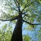 Big Black Oak Tree