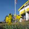 Norwich, CT - A pair of daffodils announcing the arrival of spring