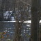 Miller's Pond Through the Trees
