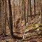 Precipice Trail