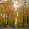 orange leaves