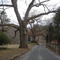 trees above road