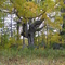 sugar maple, goshen WMA