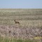 Young Buck on the run