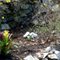 White Squirrel
