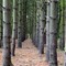 Fasor - Trees in line