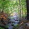 Shelton Trail