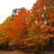 Fall Foliage - Bridgewater CT