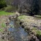 Stream in the Cemetery