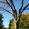 big tree