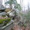 Laurel on rock formation - Apr. 7 2010