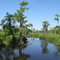 Swamp Tour