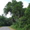 Bayou Tor