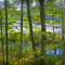 Swamp view from Brook Rd.