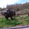 Buffalo Rte 6 East of Willimantic