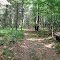 Old Road/Trail Winding Through the Woods