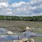 Beaver Home on Black Spruce Pond