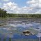 Black Spruce Pond View