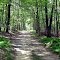 Old Road/Trail In The Woods