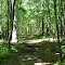 Blue/White Trail Through Woods