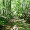 Road/Trail Through Woods