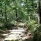 Road/Trail Through Woods