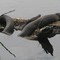 Northern Water Snake (female with male)