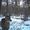 doe in douglas state forest