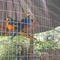 Parrots at the Zoo
