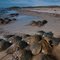 Horseshoe Crabs Mating Ritual