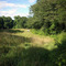 Peat Swamp