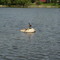 Goose on rock