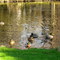 ducks in pond